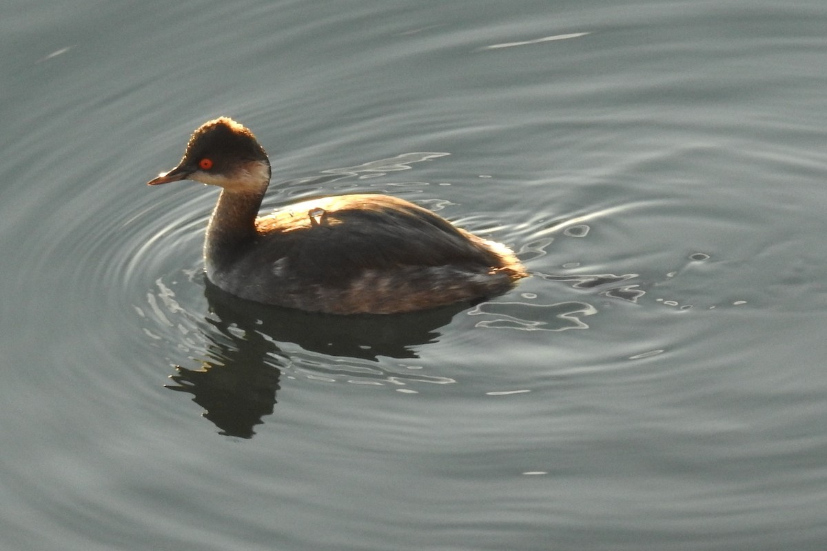 Eared Grebe - Jon Iratzagorria Garay