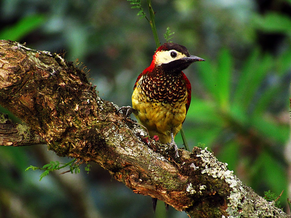 Crimson-mantled Woodpecker - ML126808861