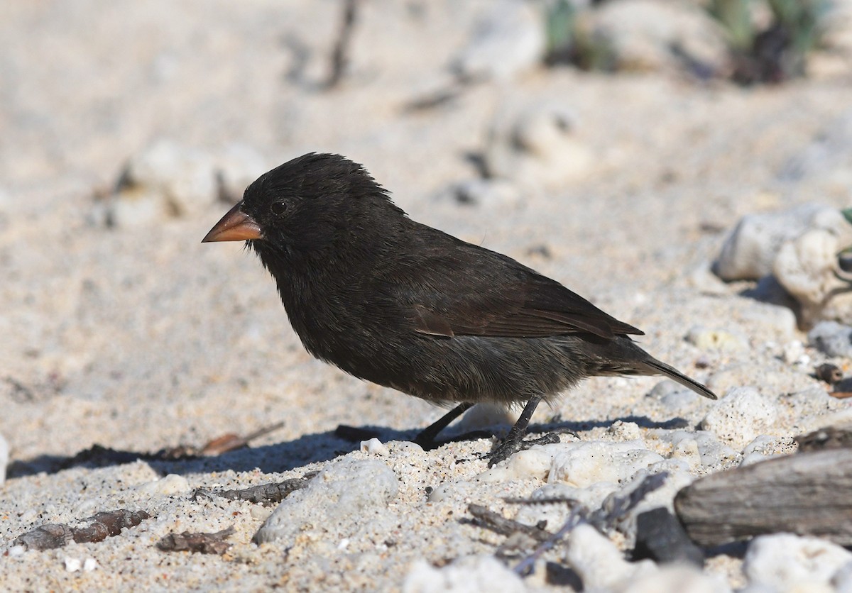 Genovesa Ground-Finch - Joshua van der Meulen