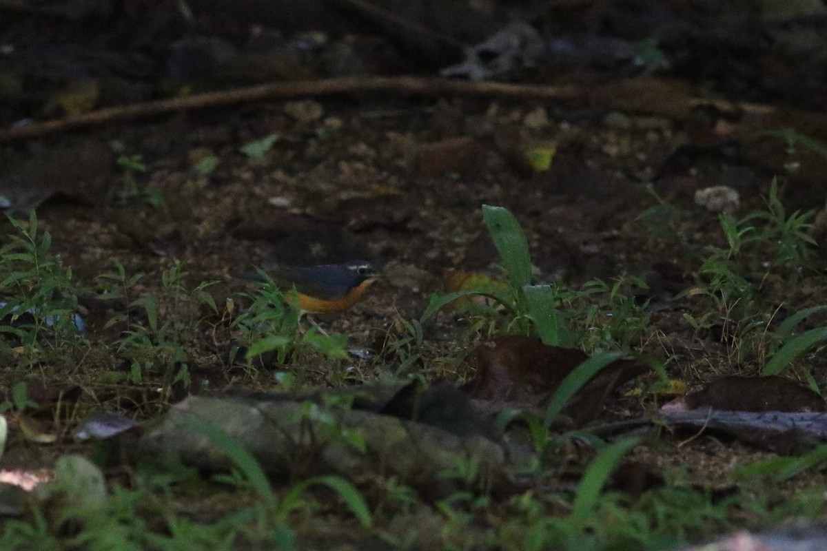 Indian Blue Robin - ML126810041