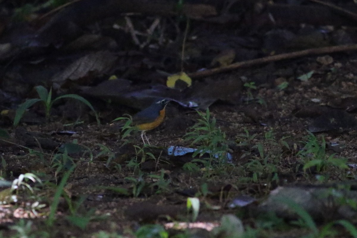 Indian Blue Robin - ML126810051