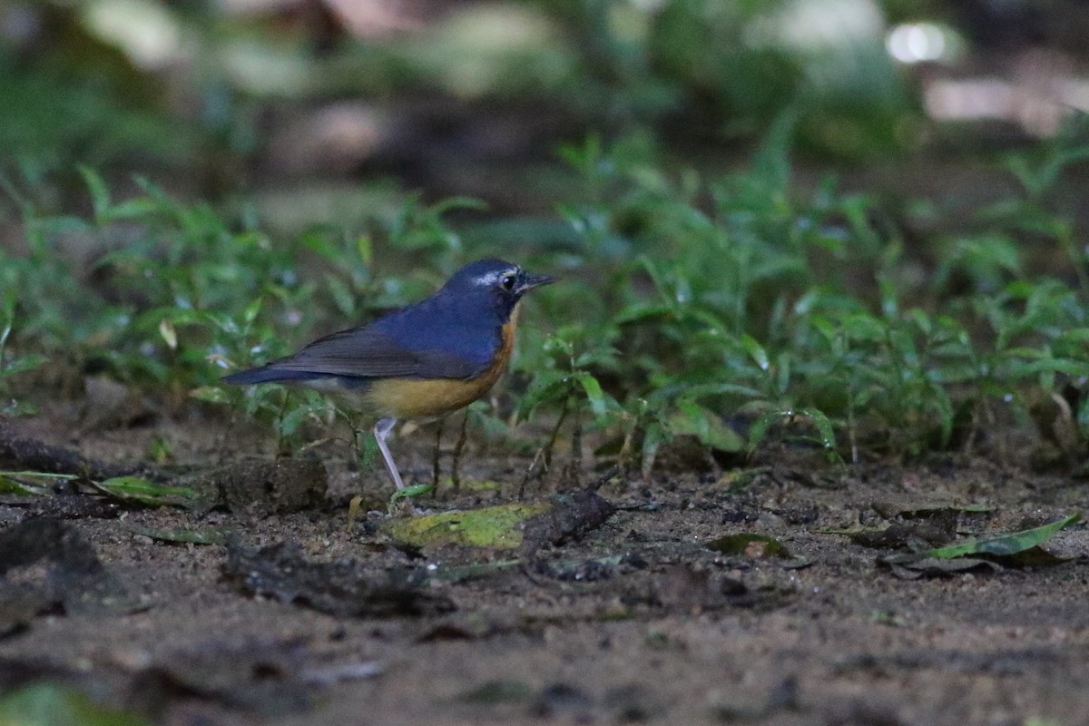 Indian Blue Robin - ML126810061