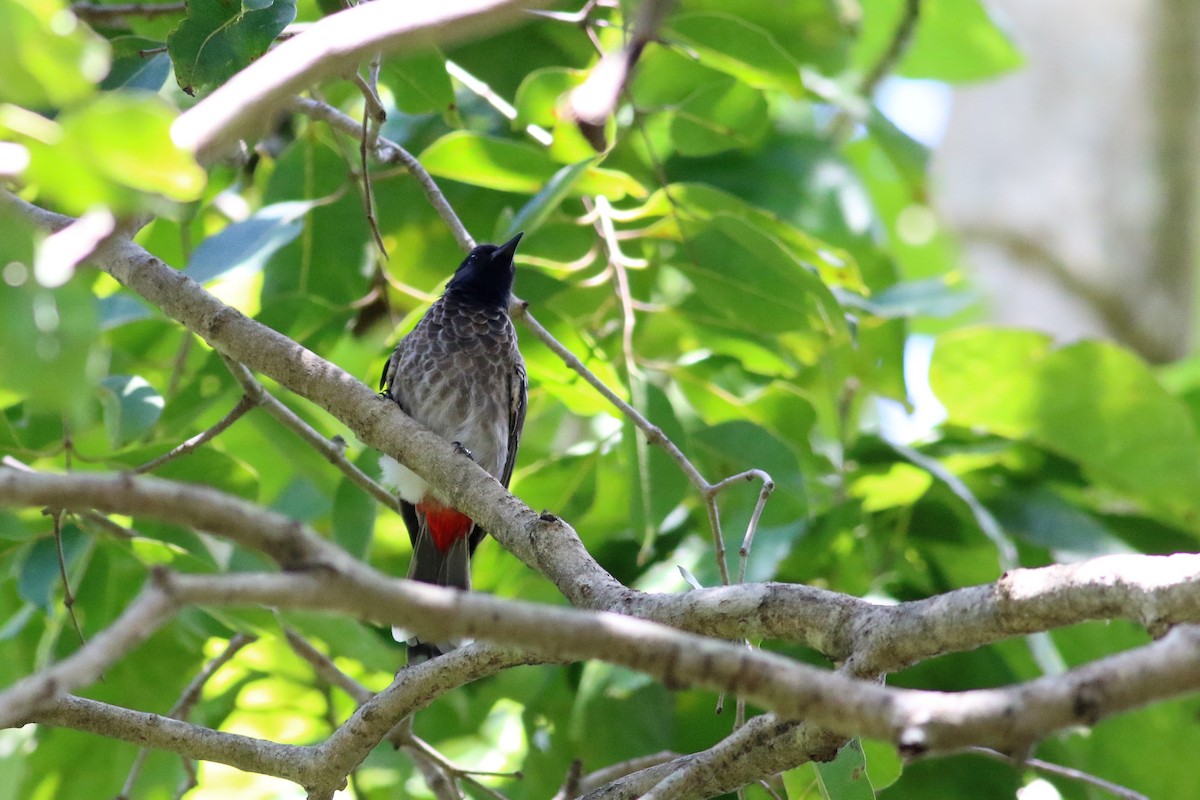 Bulbul à ventre rouge - ML126810861