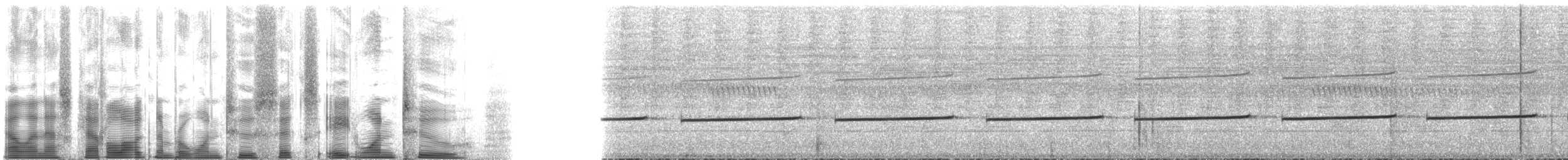 Bürzelbinden-Ameisenfänger - ML126812