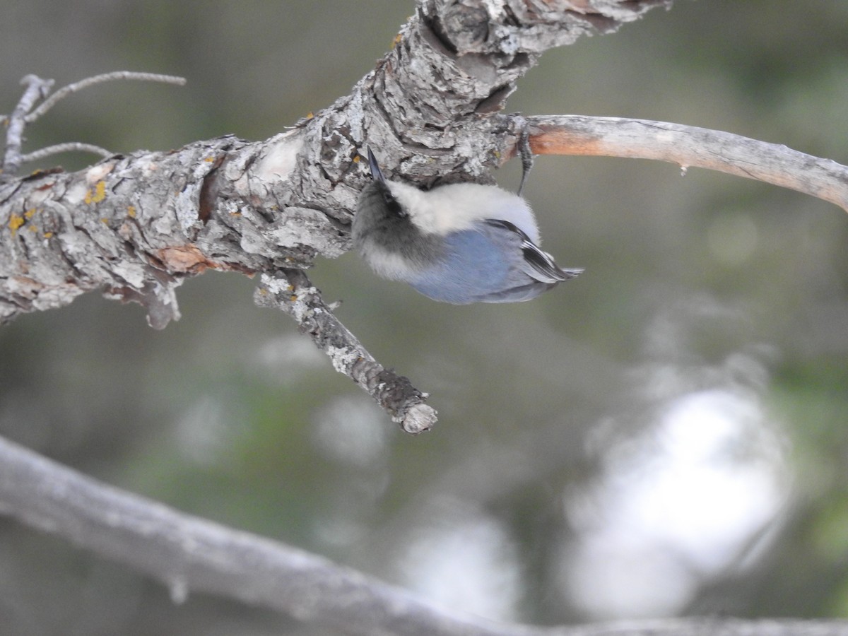 Pygmy Nuthatch - ML126813221