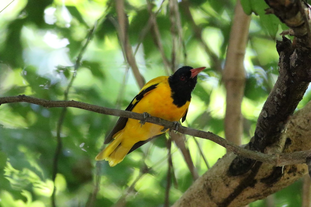 Black-hooded Oriole - ML126813781