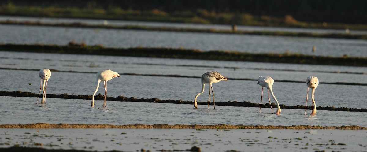Greater Flamingo - Mohammed Sayeer