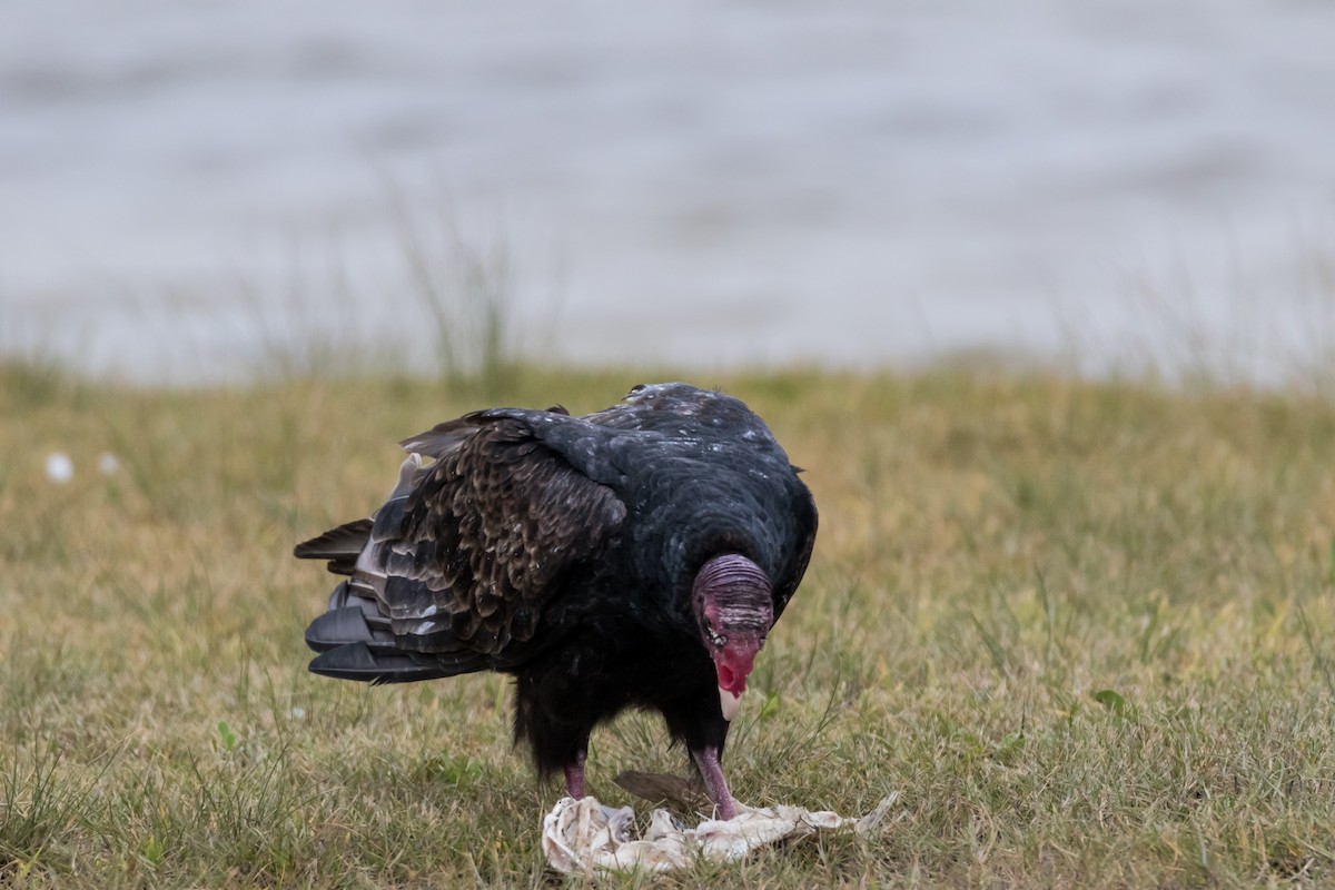 Turkey Vulture - ML126815421