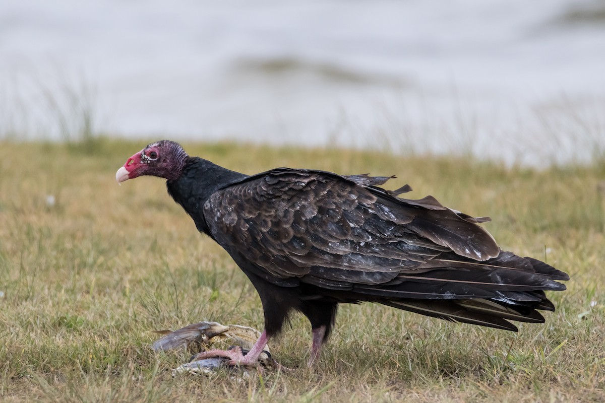 Turkey Vulture - ML126815441