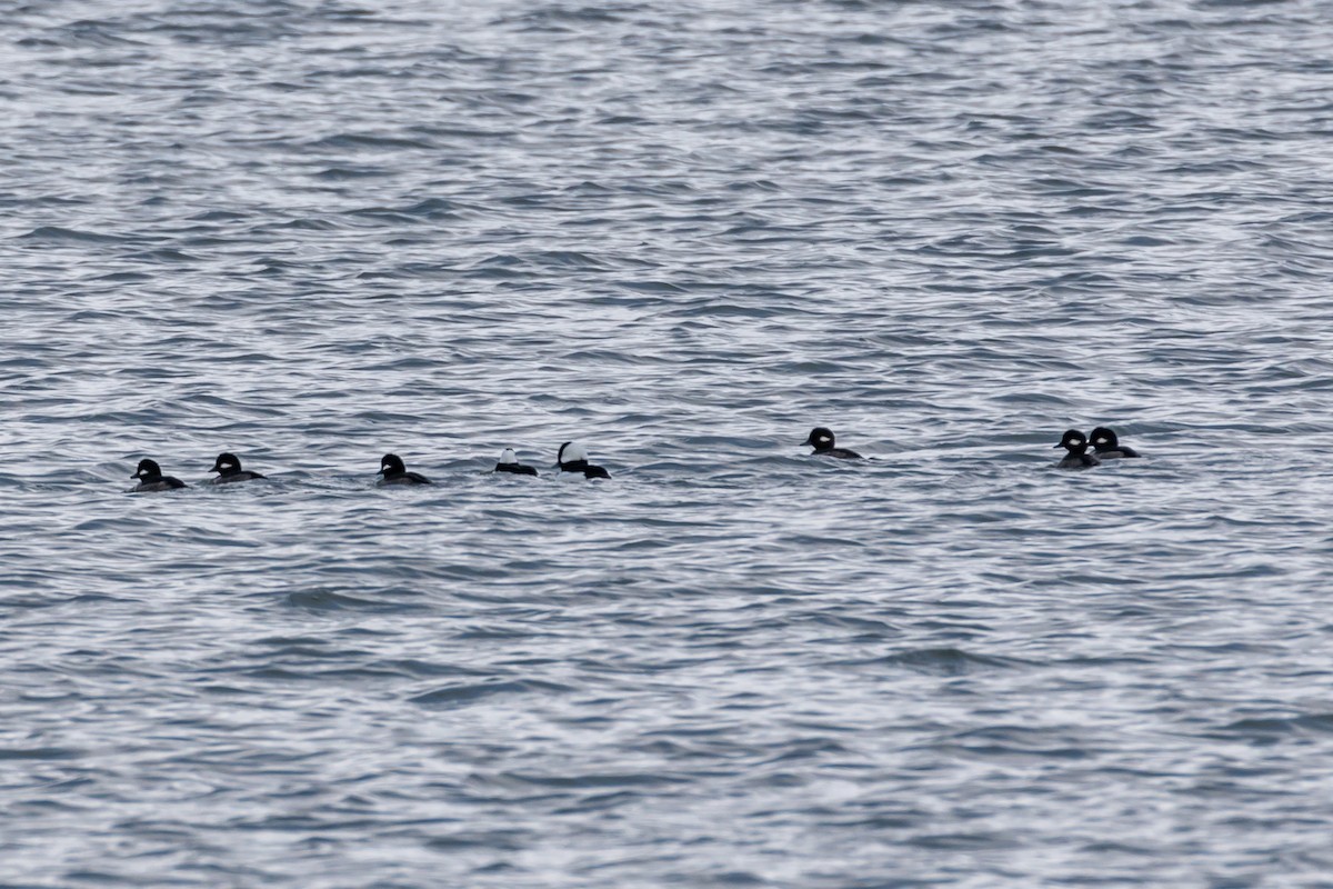 Bufflehead - Jesse Huth