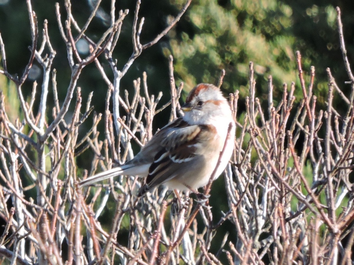 American Tree Sparrow - ML126818431