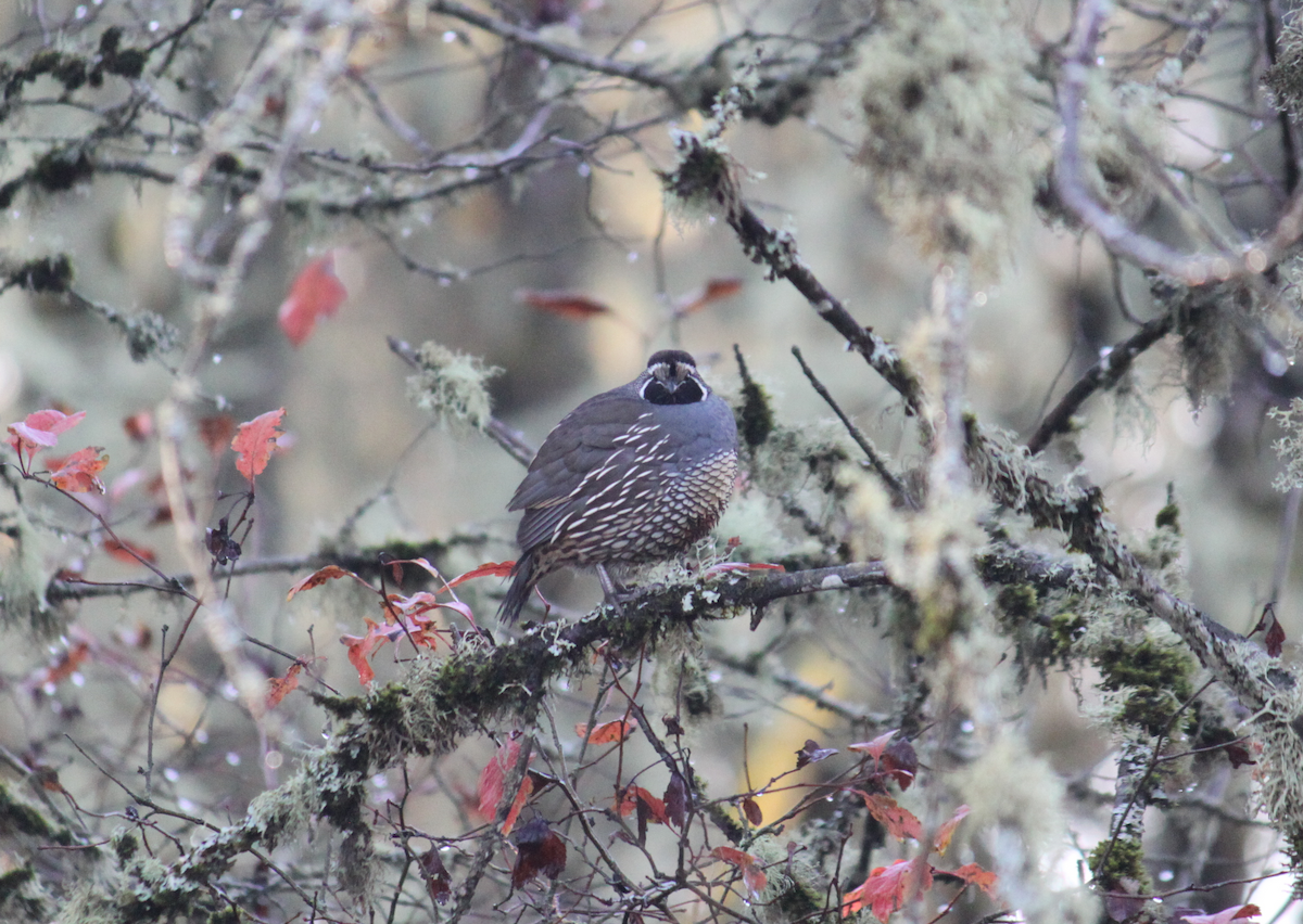 California Quail - ML126818561