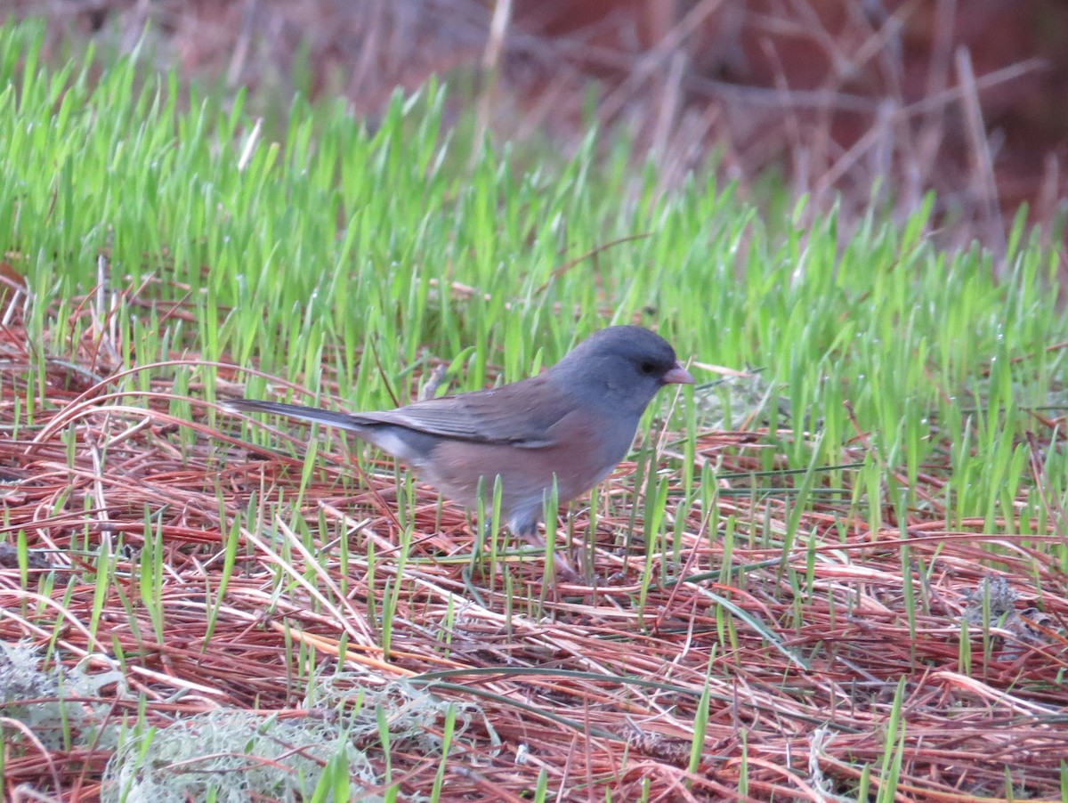 Dark-eyed Junco (Pink-sided) - ML126818751