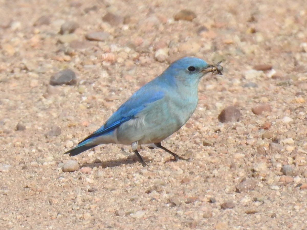 Mountain Bluebird - ML126819531