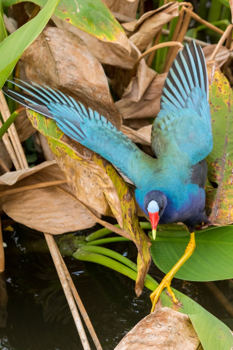 Purple Gallinule - ML126823431