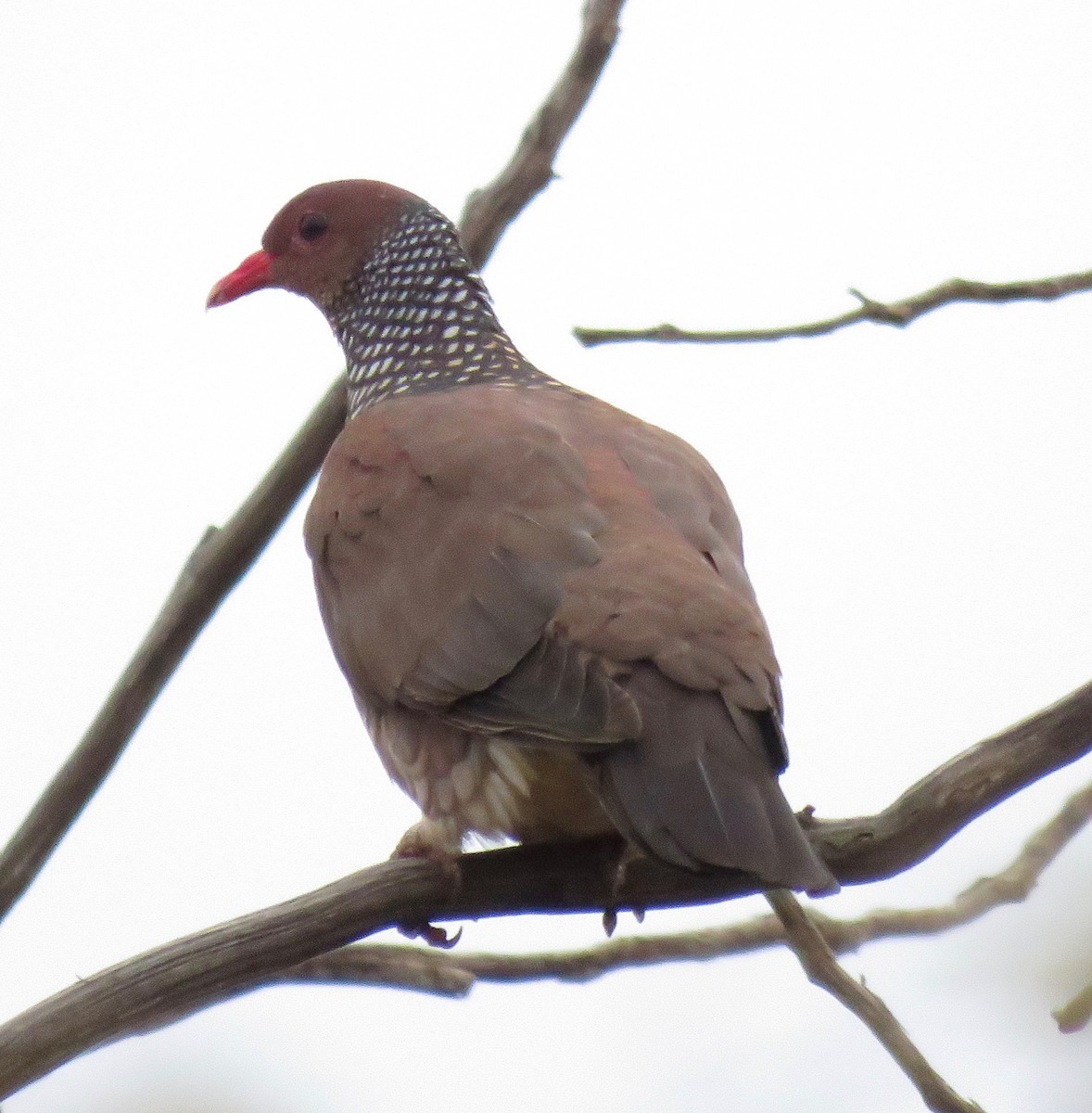 Pigeon ramiret - ML126825201