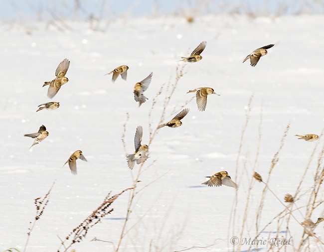 Redpoll (Common) - ML126825461