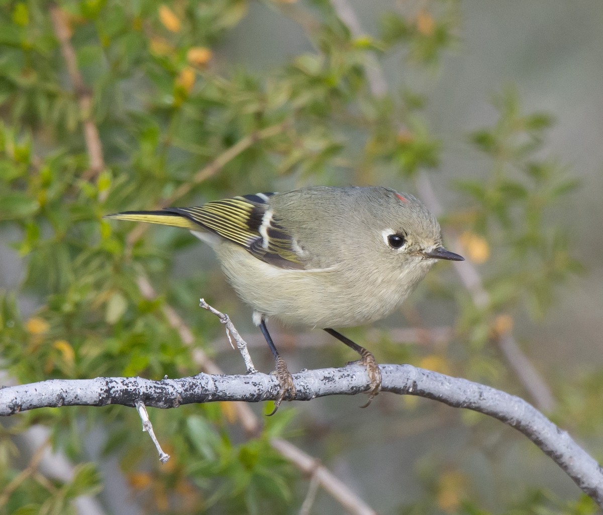 Ruby-crowned Kinglet - ML126825501