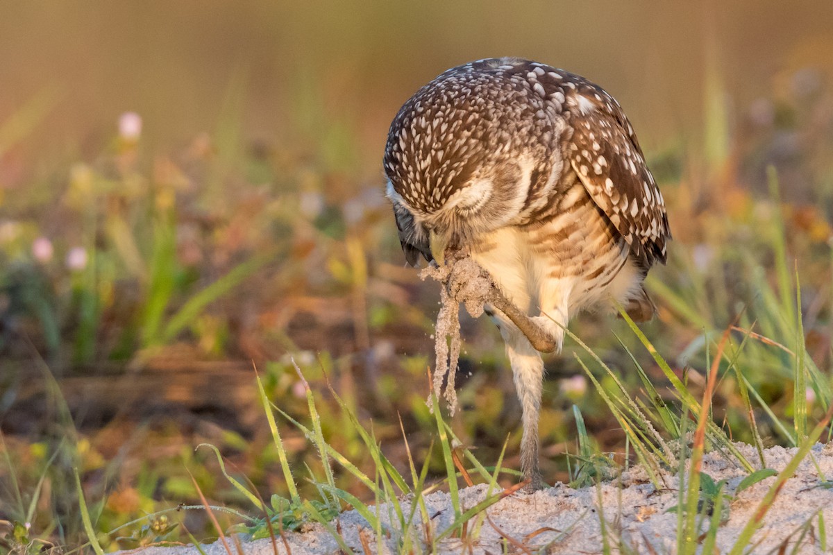 Burrowing Owl - ML126826011