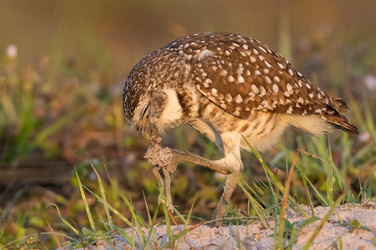 Burrowing Owl - ML126826041