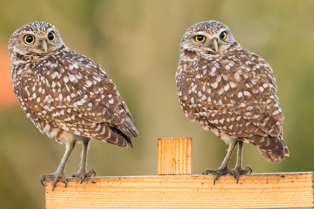 Burrowing Owl - ML126826061