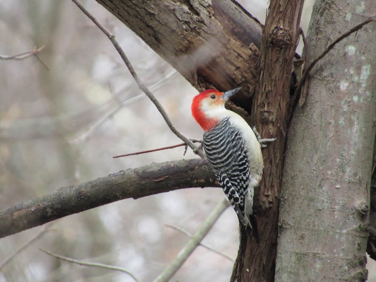 Red-bellied Woodpecker - ML126826651