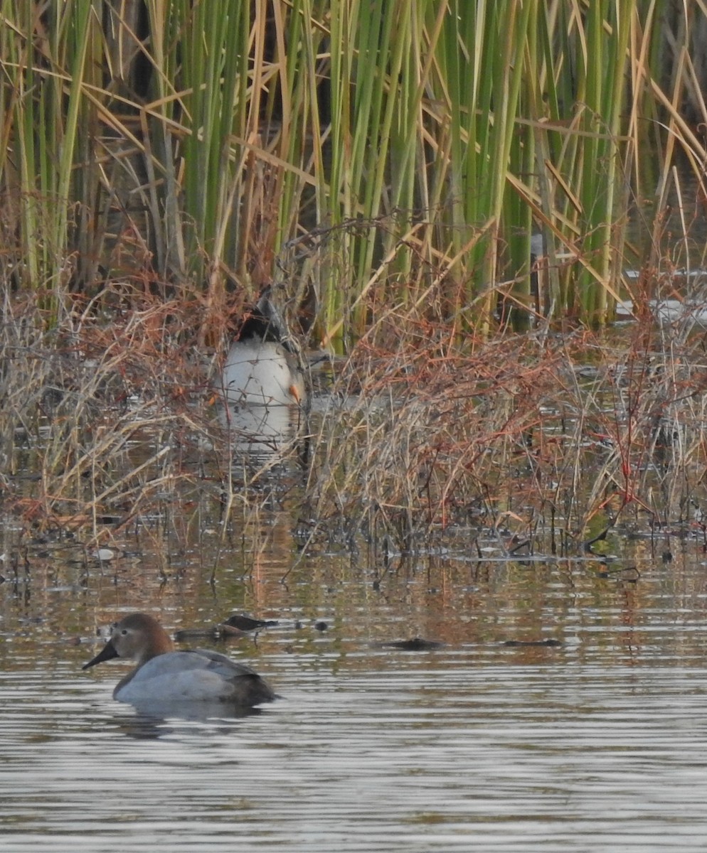 Canvasback - ML126826891