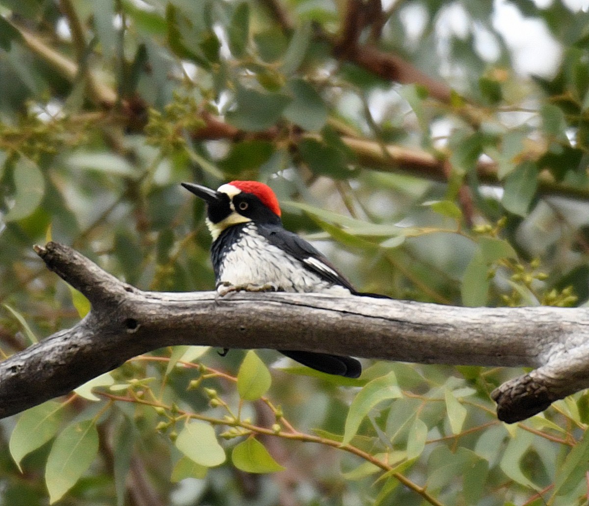 Acorn Woodpecker - ML126827871