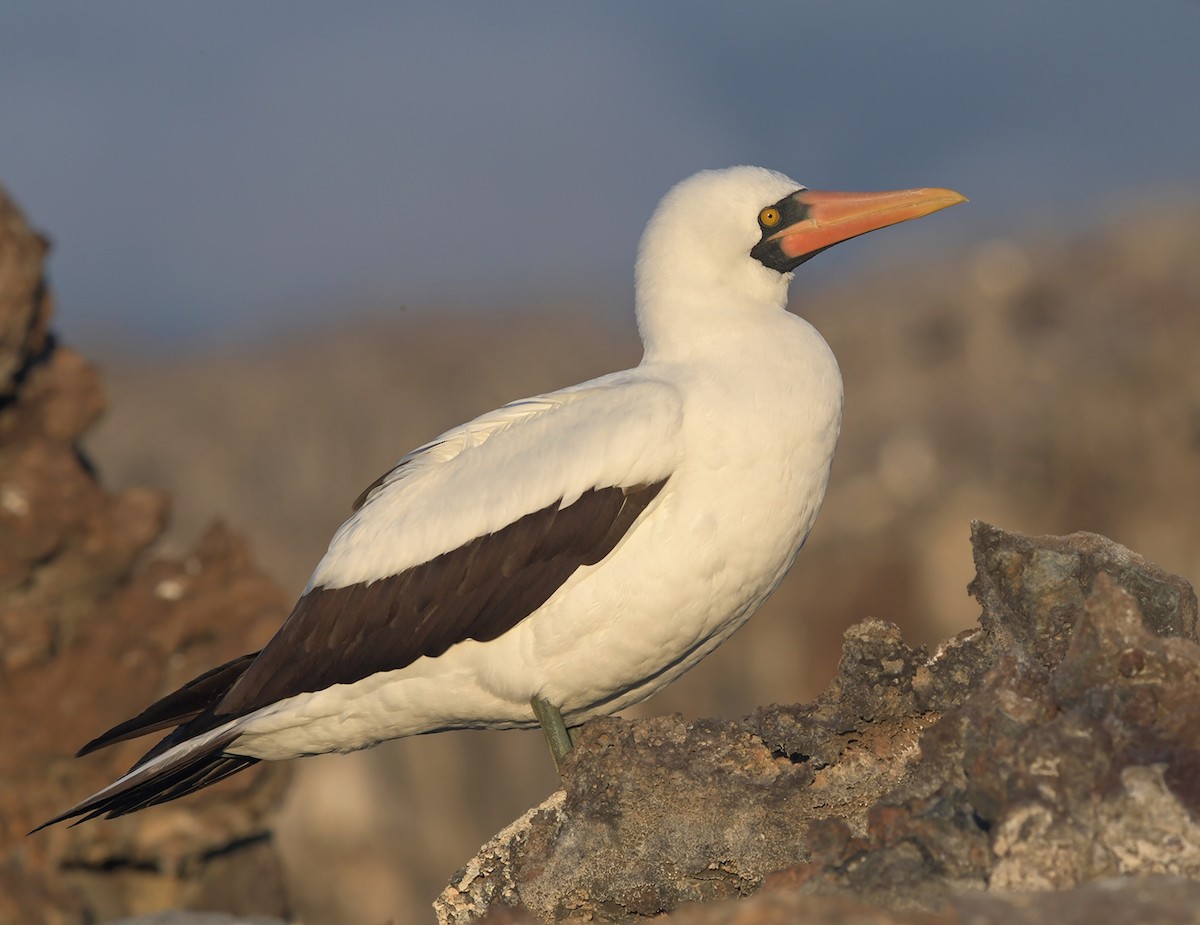 Nazca Booby - Joshua Vandermeulen