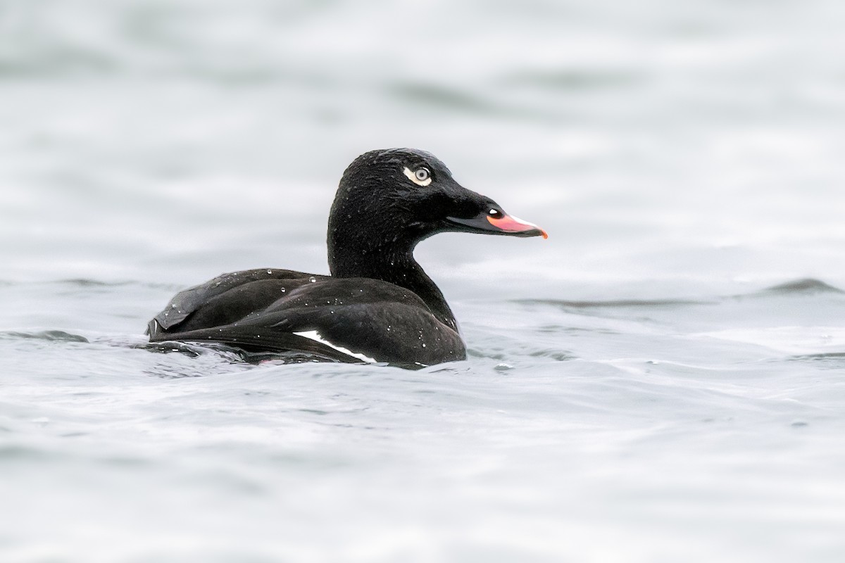 White-winged Scoter - ML126830661