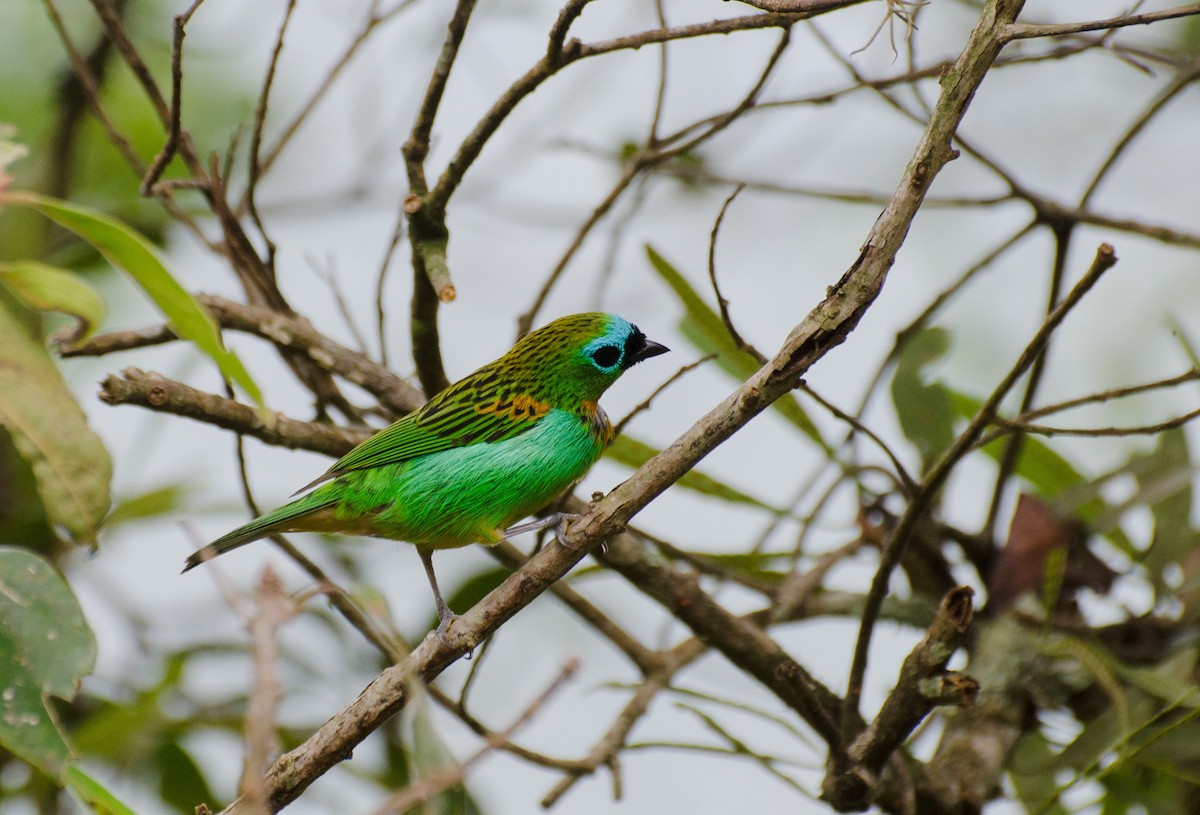 Brassy-breasted Tanager - Marcos Eugênio Birding Guide