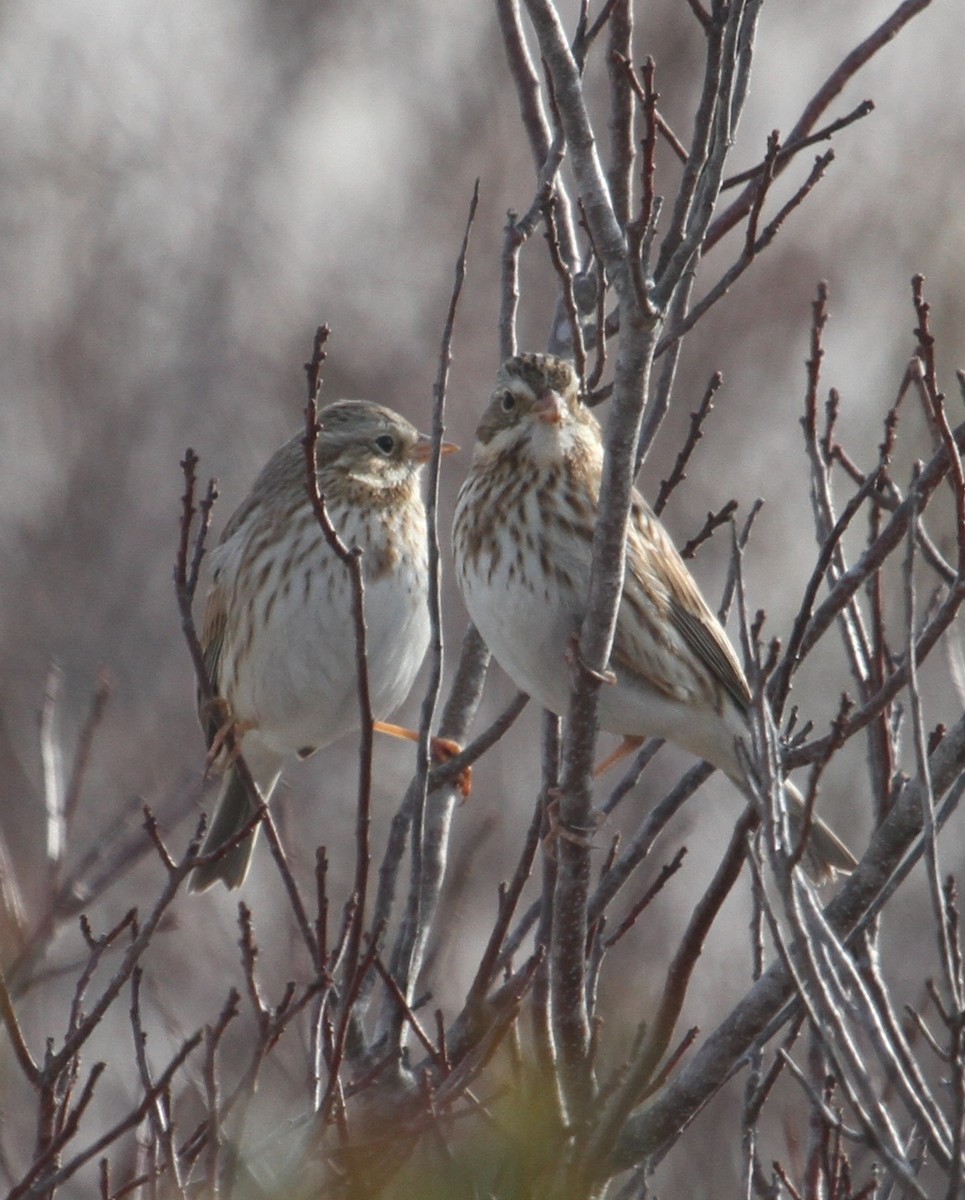 Savannah Sparrow (Ipswich) - ML126831341