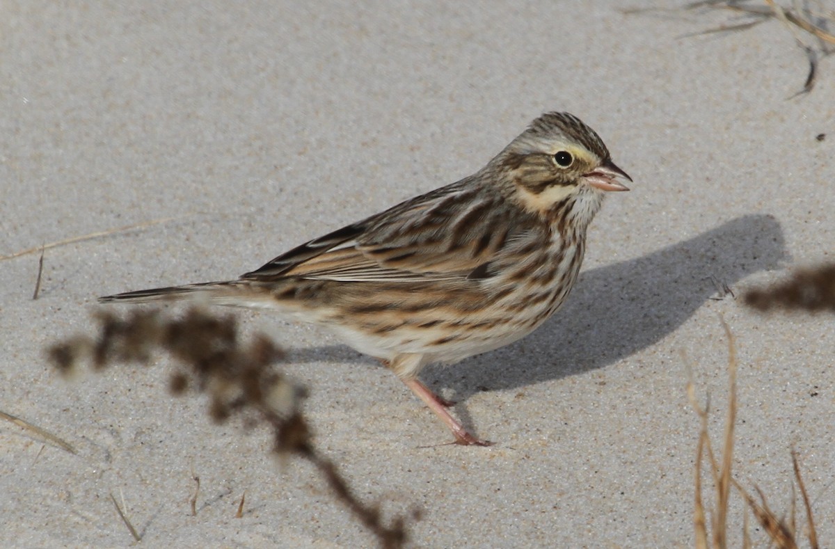 Savannah Sparrow (Ipswich) - ML126831351