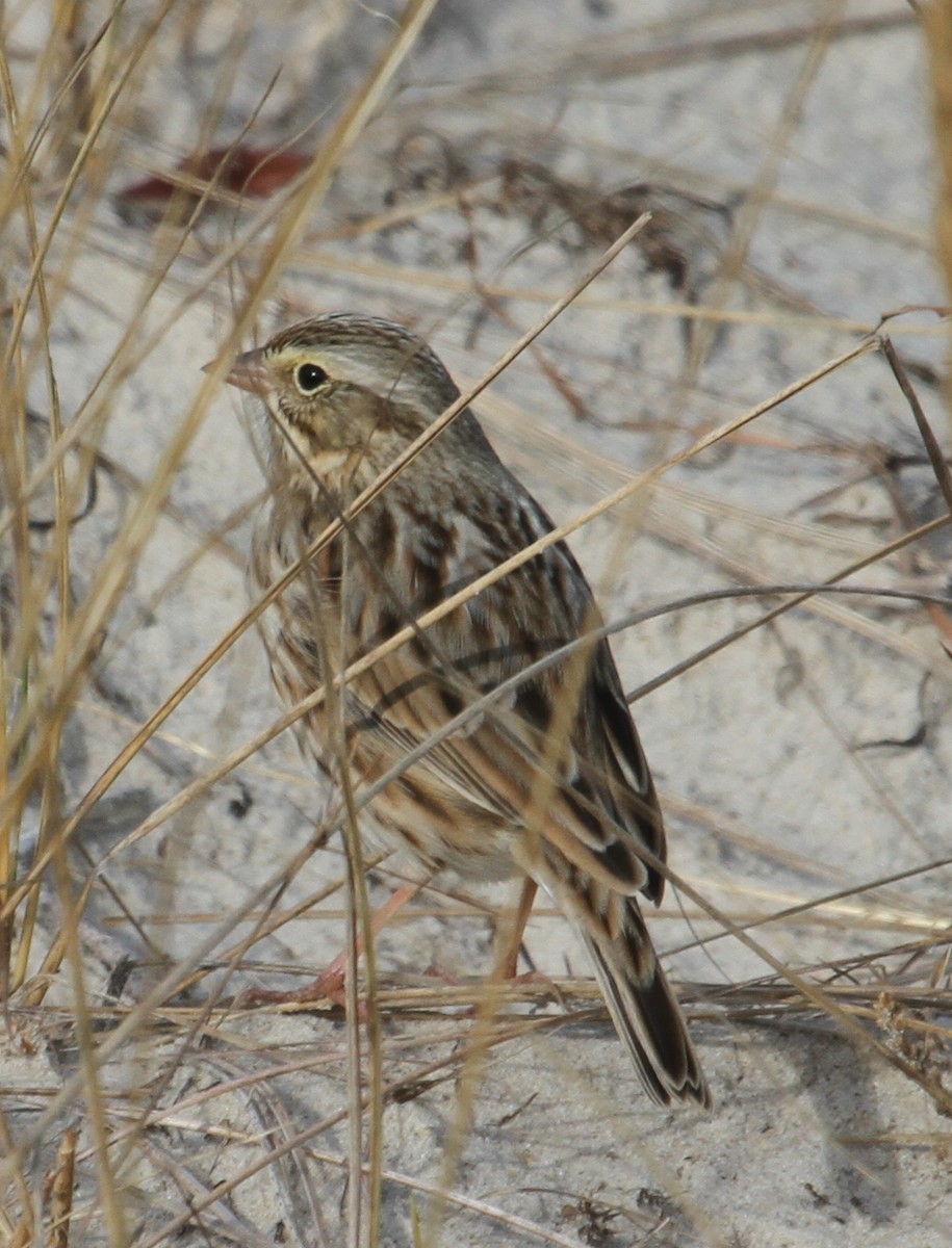 Savannah Sparrow (Ipswich) - ML126831401