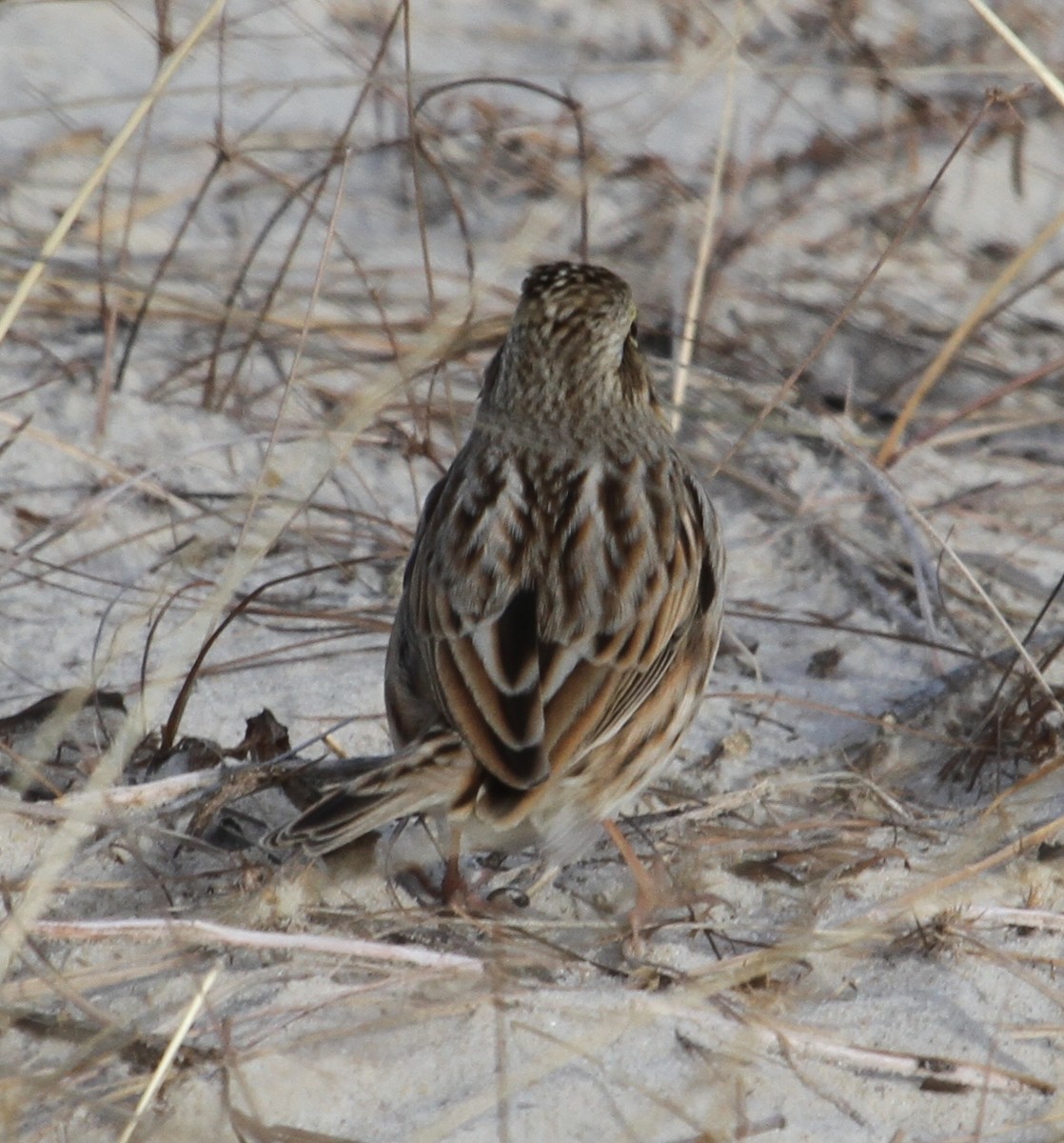 Savannah Sparrow (Ipswich) - ML126831431