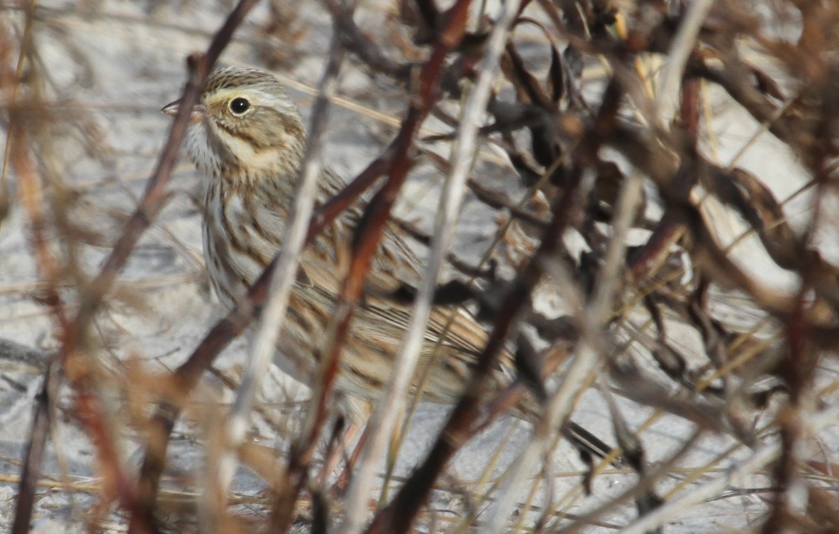 Savannah Sparrow (Ipswich) - ML126831441