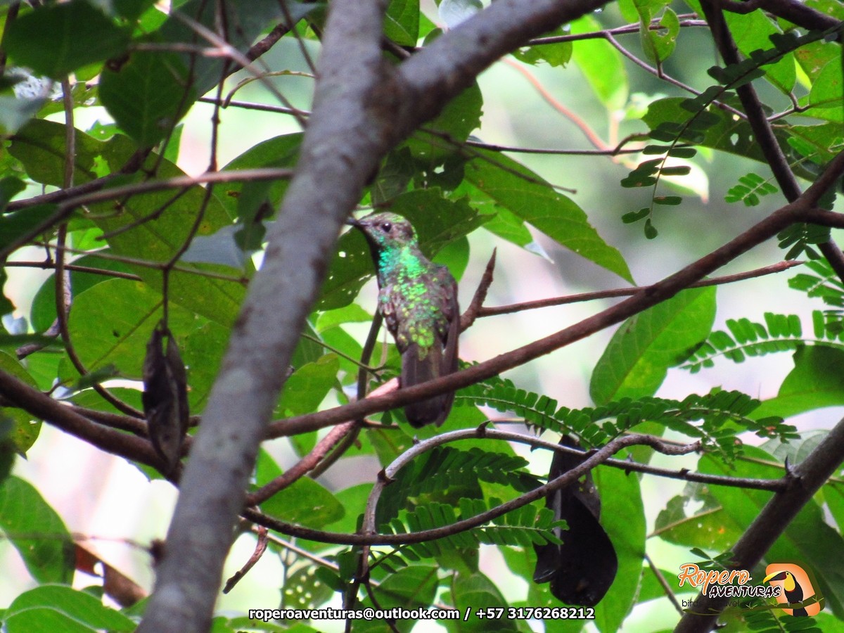 kolibřík tropický - ML126832151