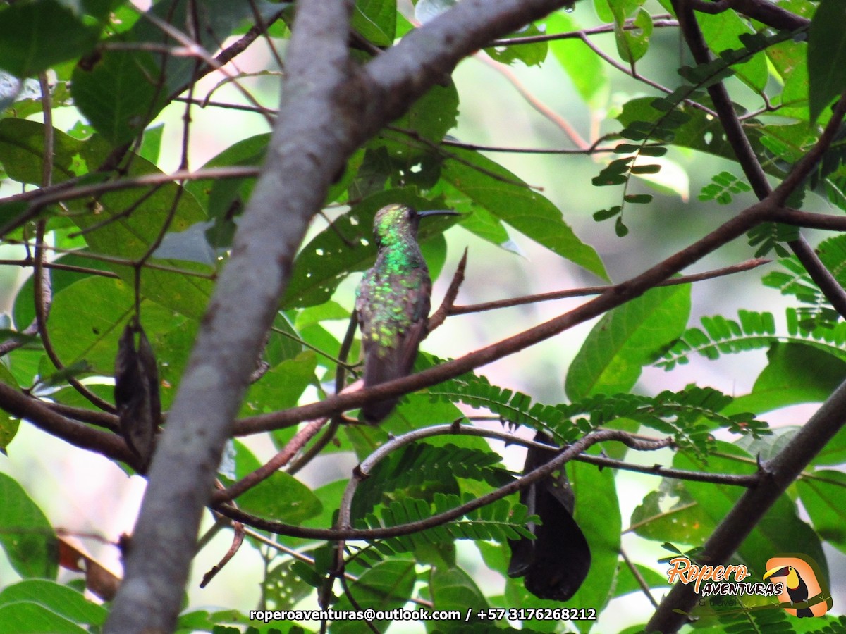 kolibřík tropický - ML126832171