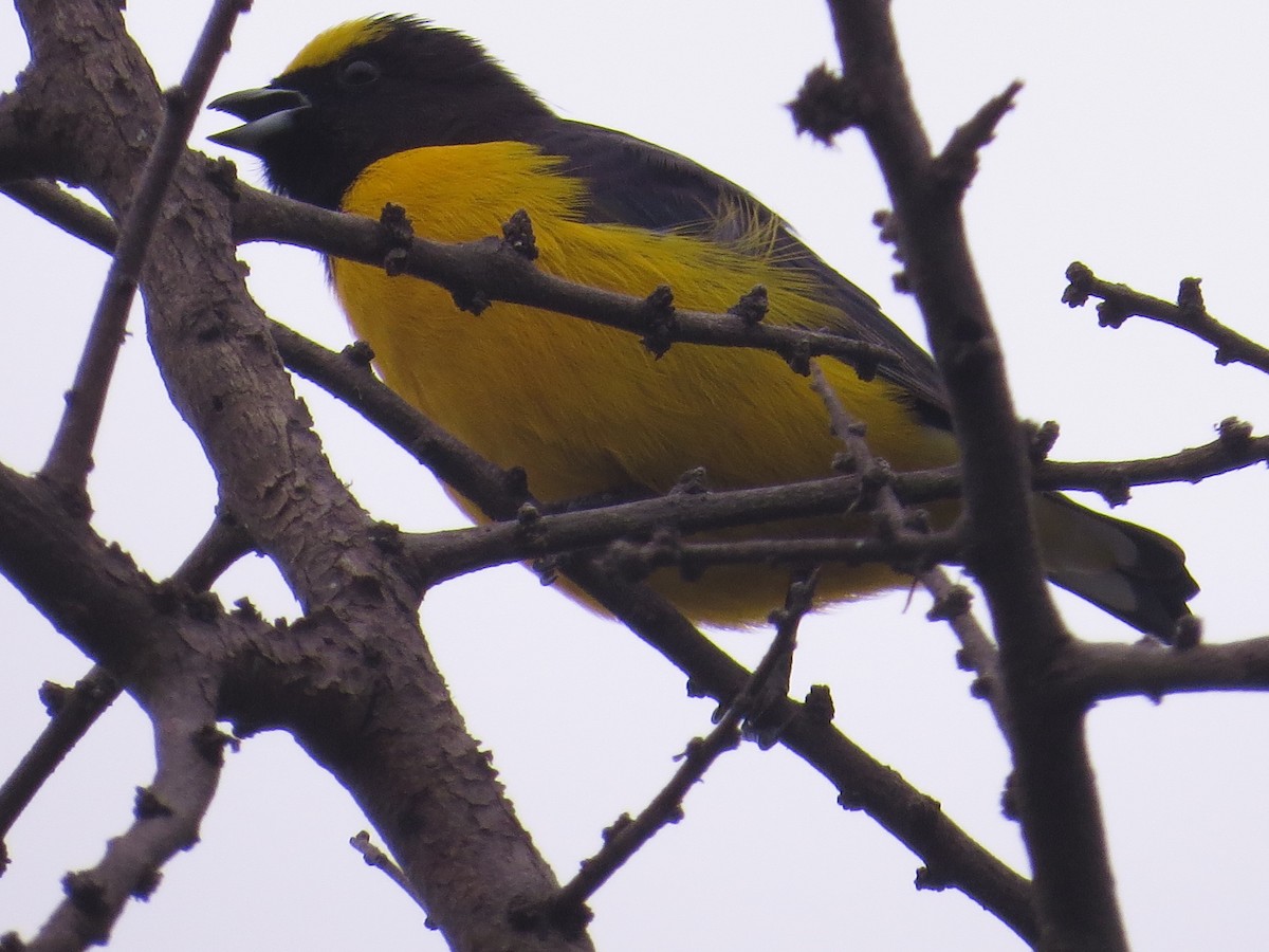 Purple-throated Euphonia - Ricardo Battistino