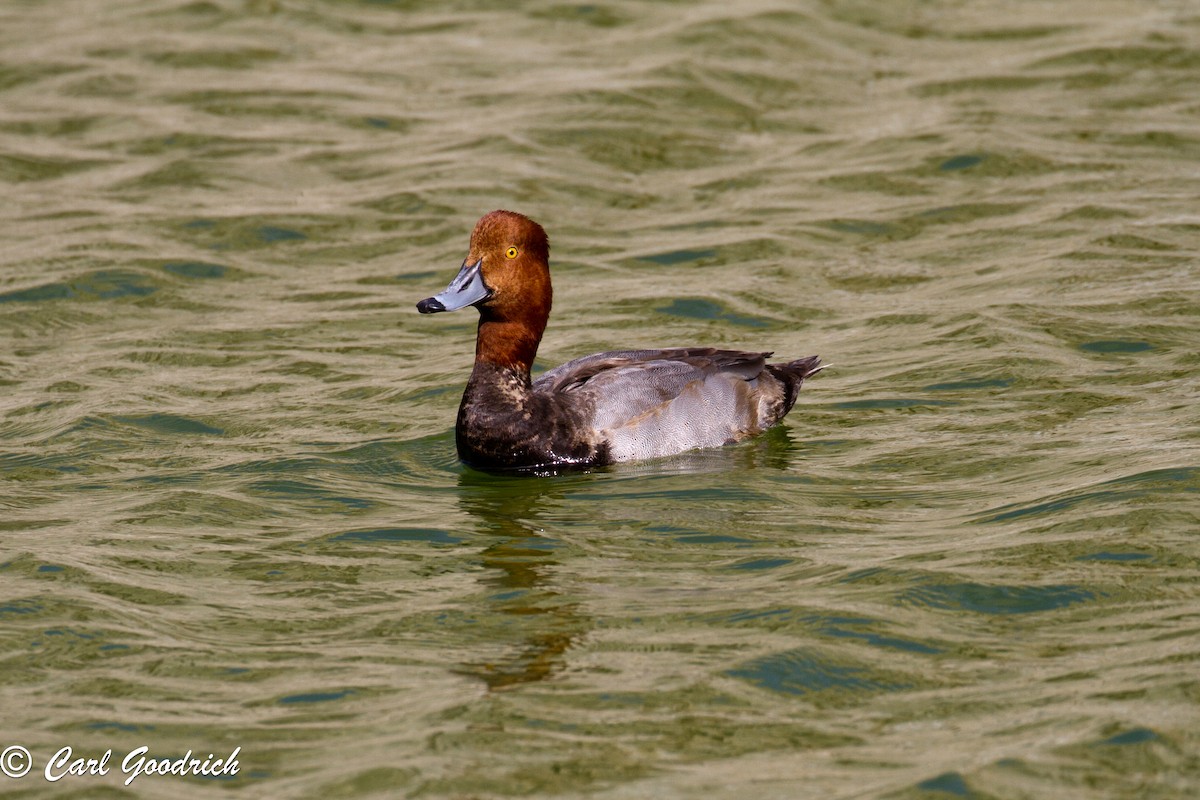 Redhead - ML126833111