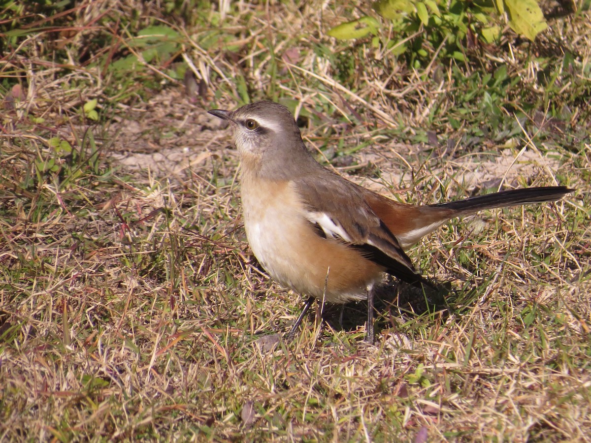 White-banded Mockingbird - ML126834671