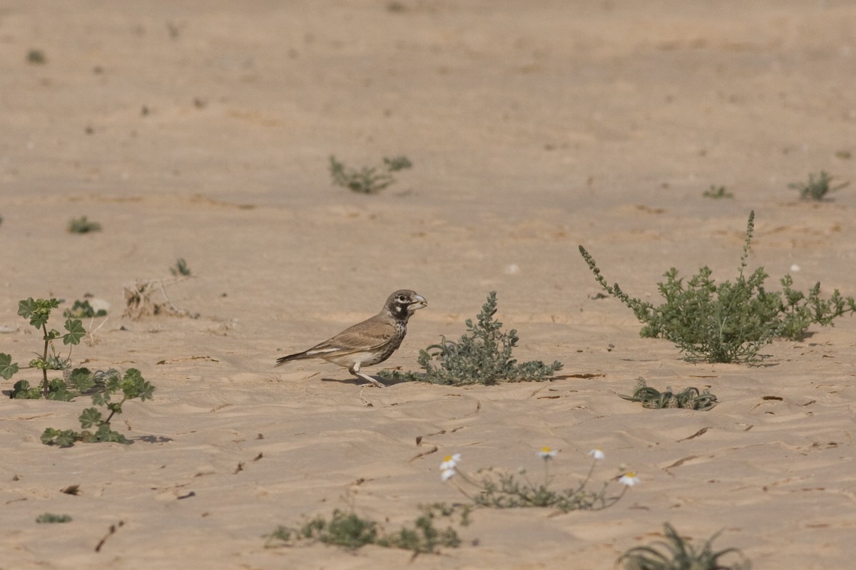 Thick-billed Lark - ML126835051