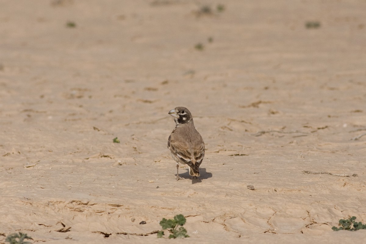 Thick-billed Lark - ML126835071