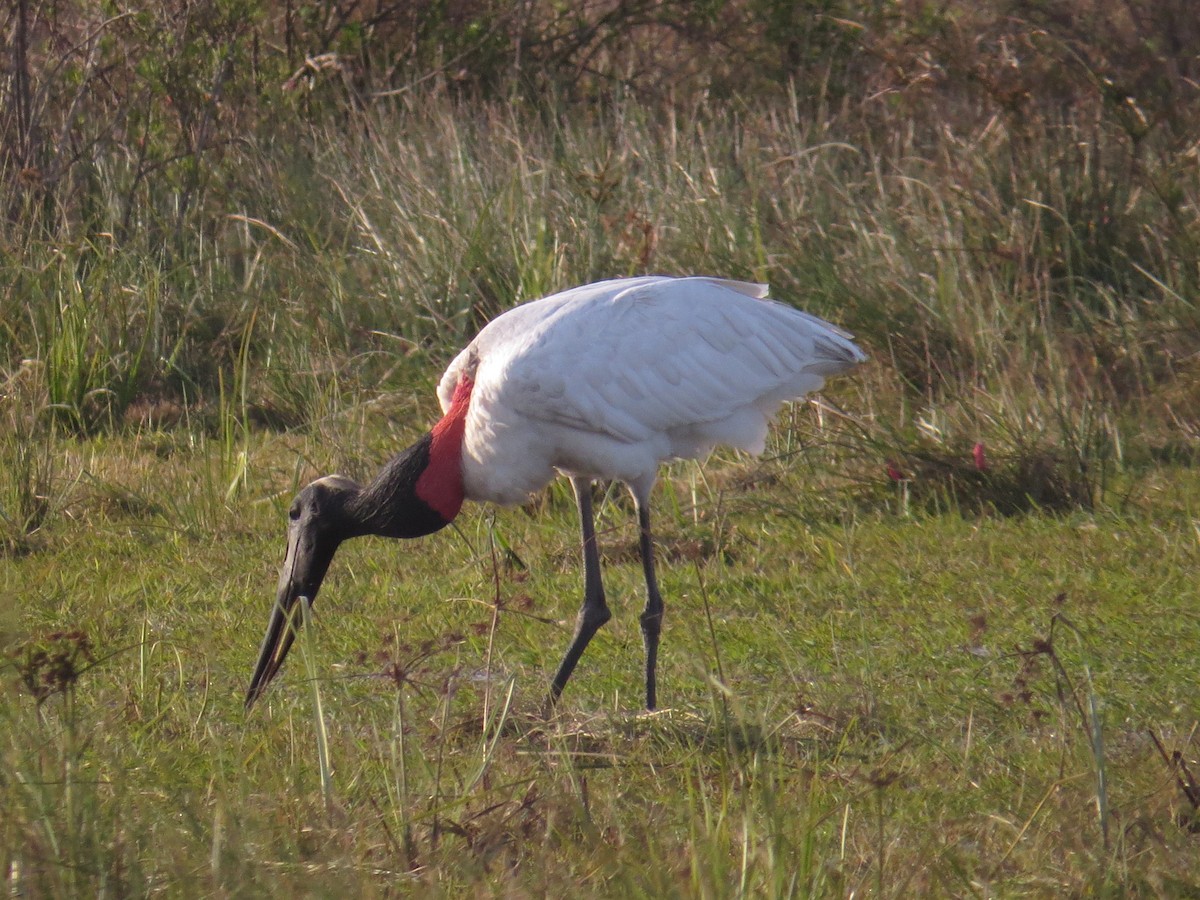 čáp jabiru - ML126835141