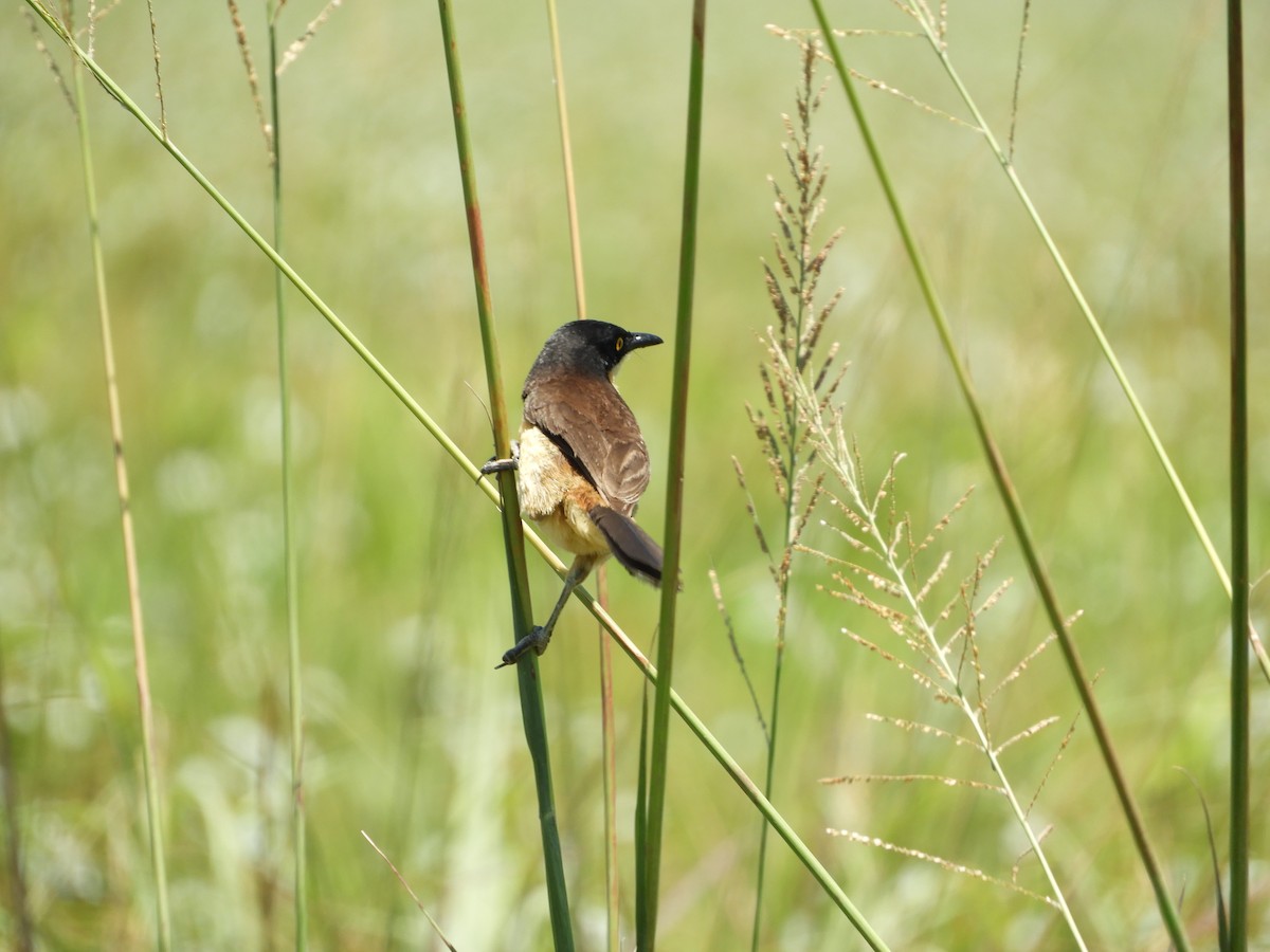 Black-capped Donacobius - ML126835391