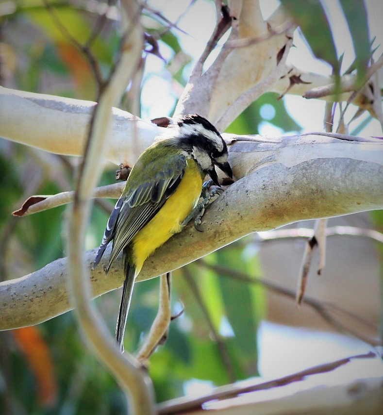 Eastern Shrike-tit - ML126835451