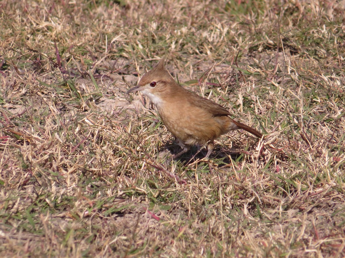 Hornero Copetón - ML126835921