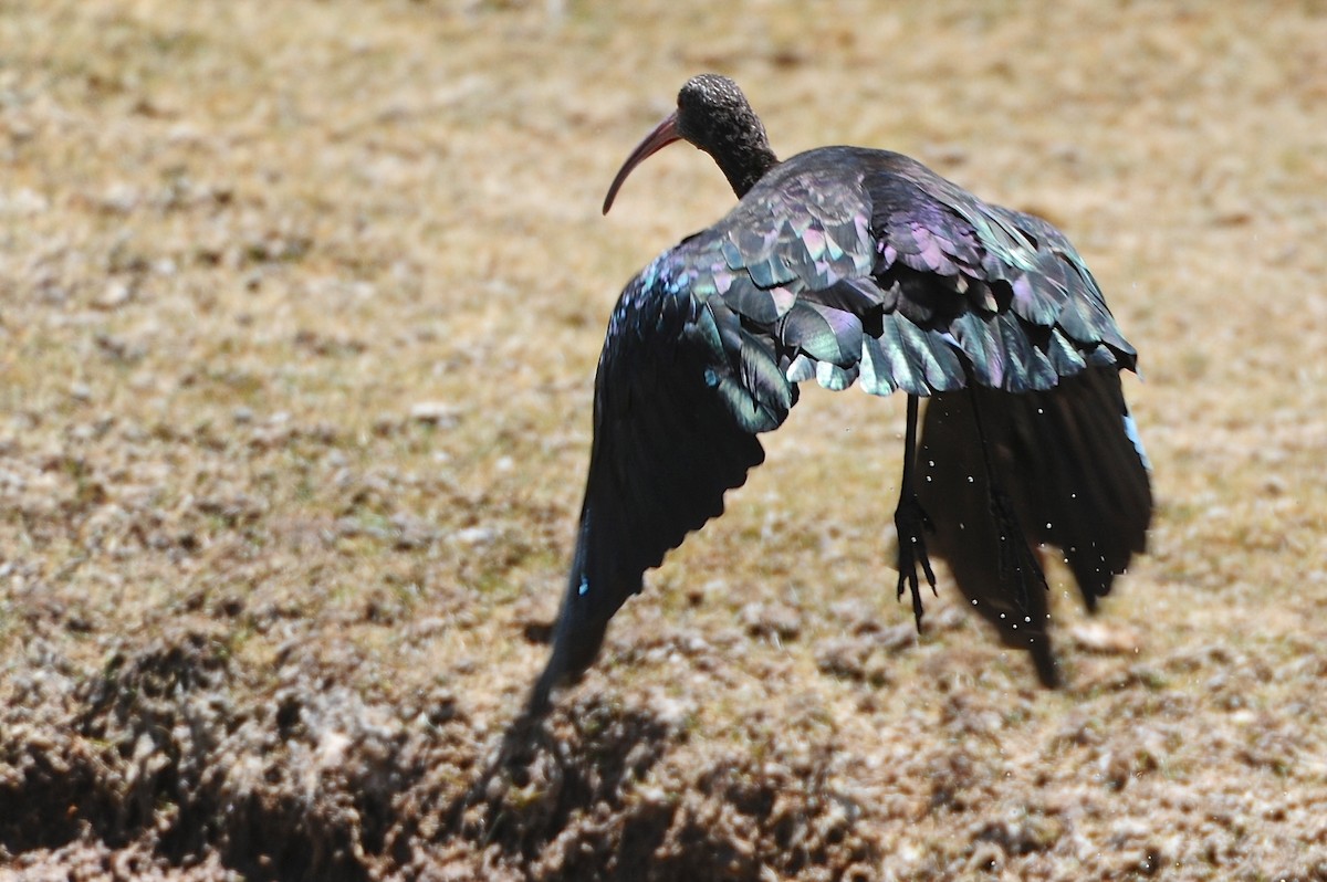 ibis andský - ML126835941