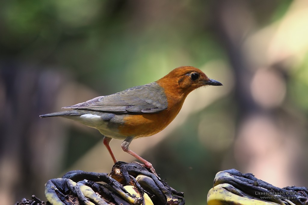 Orange-headed Thrush - ML126836001