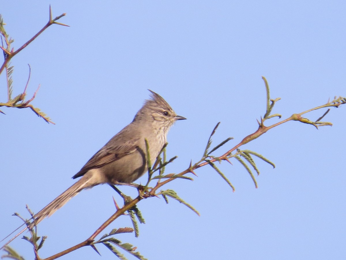 Tufted Tit-Spinetail - ML126836011